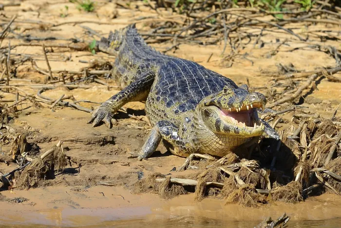 Framed Print : Resting yacare caiman (Caiman yacare) with open mouth lying on the shore Framed Print : Resting yacare caiman (Caiman yacare) with open mouth lying on the shore