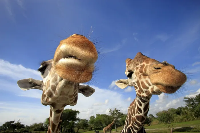 Framed Print : Reticulated (Giraffa camelopardalis reticulata) Giraffes