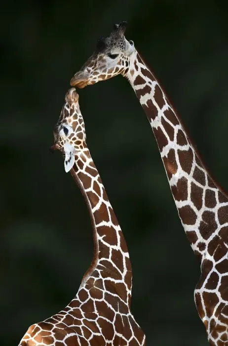 Framed Print : Two Reticulated giraffe (Giraffa camelopardalis reticulata)