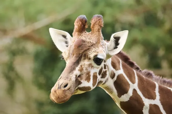 Framed Print : Reticulated giraffe (Giraffa camelopardalis reticulata) Framed Print : Reticulated giraffe (Giraffa camelopardalis reticulata)