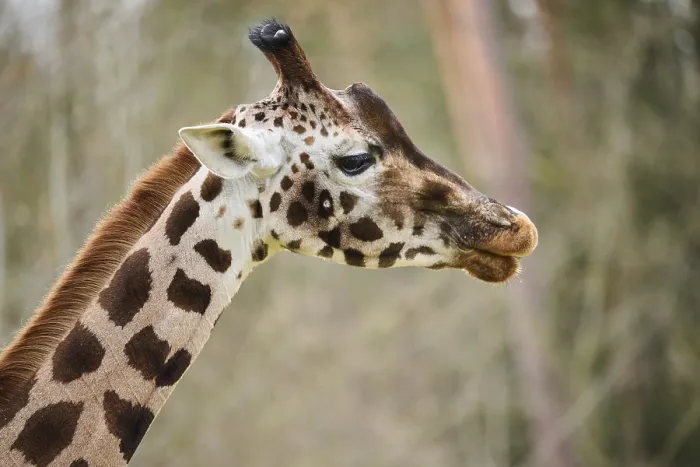 Framed Print : Reticulated giraffe (Giraffa camelopardalis reticulata)