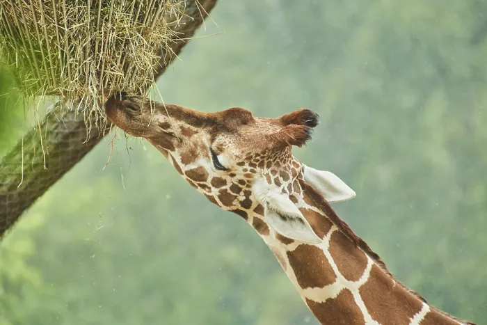 Framed Print : Reticulated giraffe (Giraffa camelopardalis reticulata)