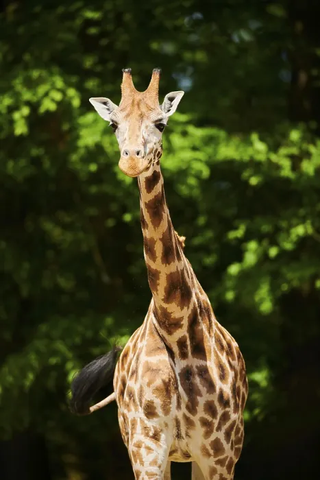 Framed Print : Reticulated giraffe (Giraffa camelopardalis reticulata)