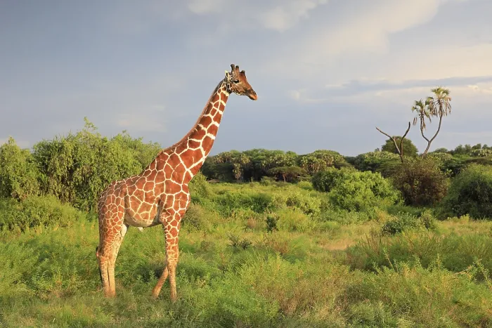 Framed Print : Reticulated giraffe (Giraffa reticulata) Framed Print : Reticulated giraffe (Giraffa reticulata)
