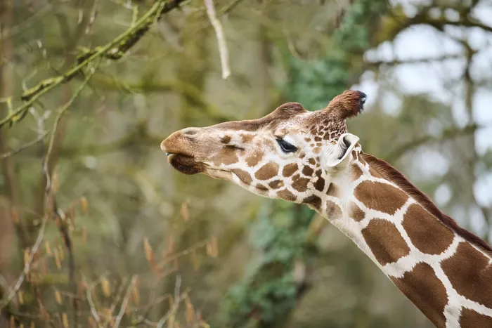 Framed Print : Reticulated giraffe (Giraffa reticulata) portrait Framed Print : Reticulated giraffe (Giraffa reticulata) portrait