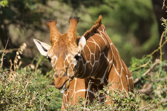 Framed Print : Reticulated giraffe or Somali giraffe (Giraffa reticulata camelopardalis) eating