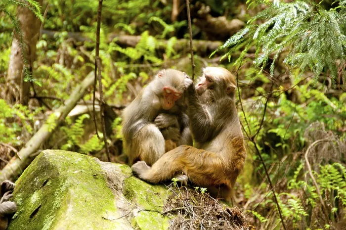 Framed Print : The Rhesus macaque (Macaca mulatta)