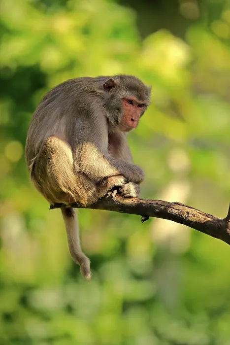 Framed Print : Rhesus macaque (Macaca mulatta)