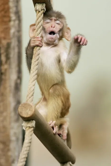 Framed Print : Rhesus macaque (Macaca mulatta)