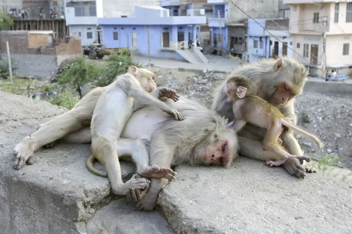 Framed Print : Rhesus Macaque or Rhesus Monkey (Macaca mulatta)