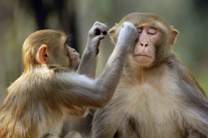 Framed Print : Rhesus macaques (Macaca mulatta) Framed Print : Rhesus macaques (Macaca mulatta)