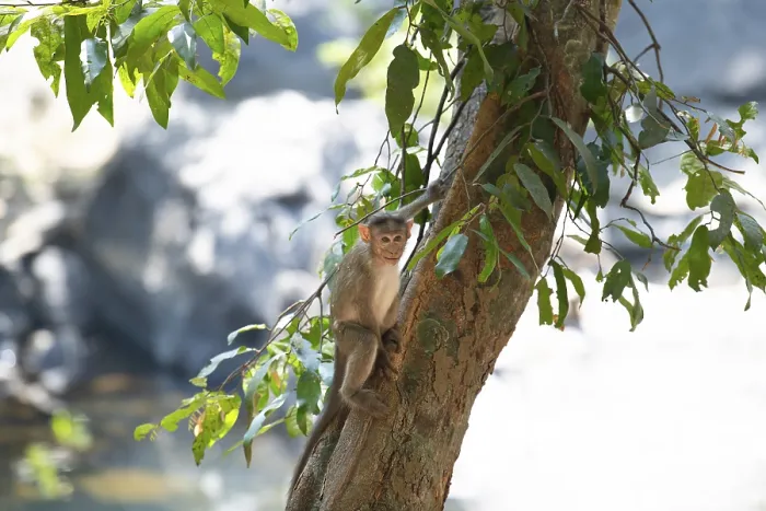Framed Print : Rhesus monkey, barbary macaque ape climbing a tree