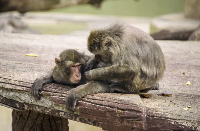 Framed Print : Rhesus monkey (Macaca mulatta) being deloused Framed Print : Rhesus monkey (Macaca mulatta) being deloused