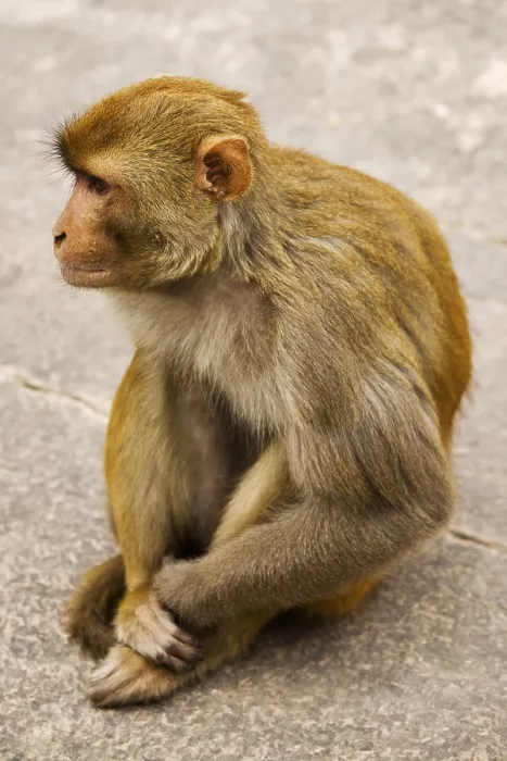 Framed Print : Rhesus Monkey, Rhesus Macaque (Macaca mulatta) Framed Print : Rhesus Monkey, Rhesus Macaque (Macaca mulatta)