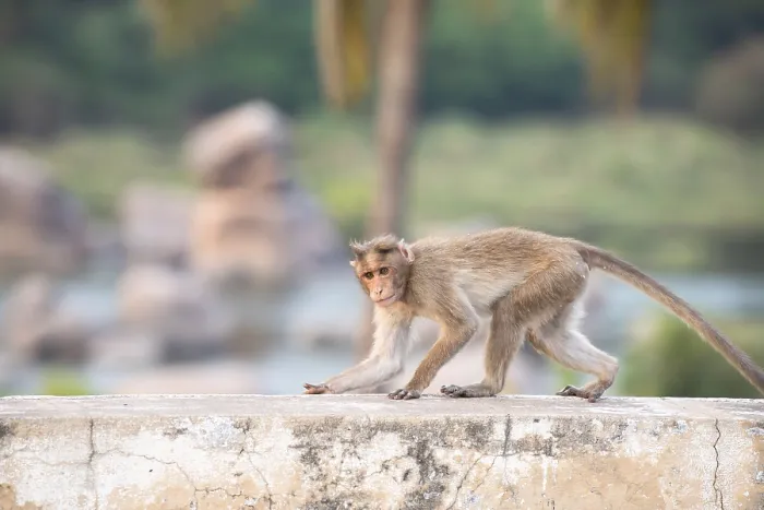 Framed Print : Rhesus monkey running on a wall Framed Print : Rhesus monkey running on a wall