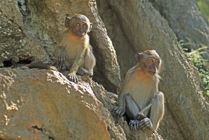 Framed Print : Rhesus monkeys, Wat Suwannakhuha monastery