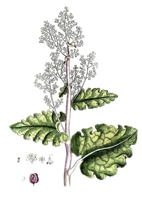 Framed Print : Rheum rhabarbarum, common rhubarb