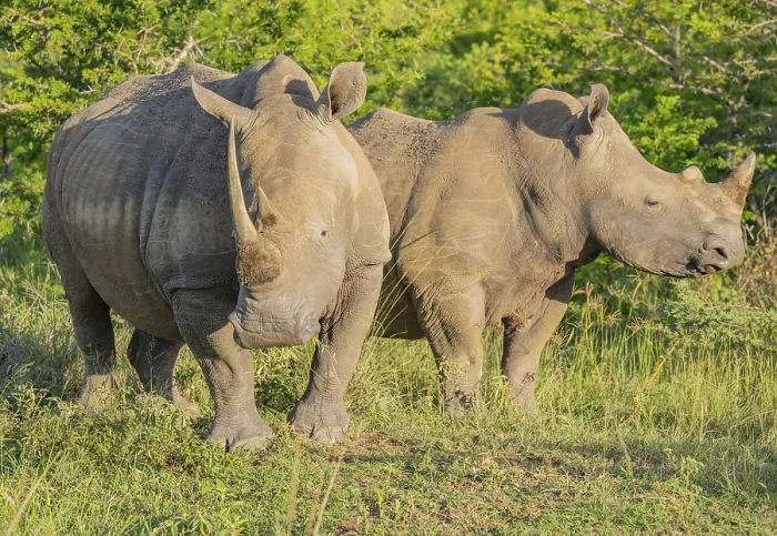 Framed Print : Rhino in Hluhluwe National Park South Africa Rhino in Hluhluwe National Park South Africa