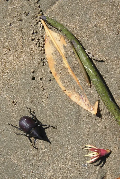 Framed Print : Rhinoceros beetle on the coast of Conway NP (Scarabaeidae)