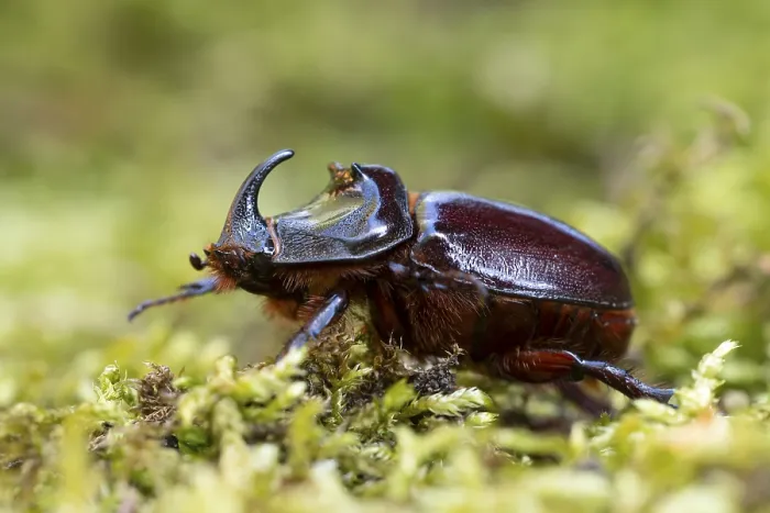Framed Print : Rhinoceros beetle (Oryctes nasicornis)