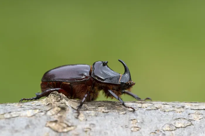 Framed Print : Rhinoceros beetle (Oryctes nasicornis)