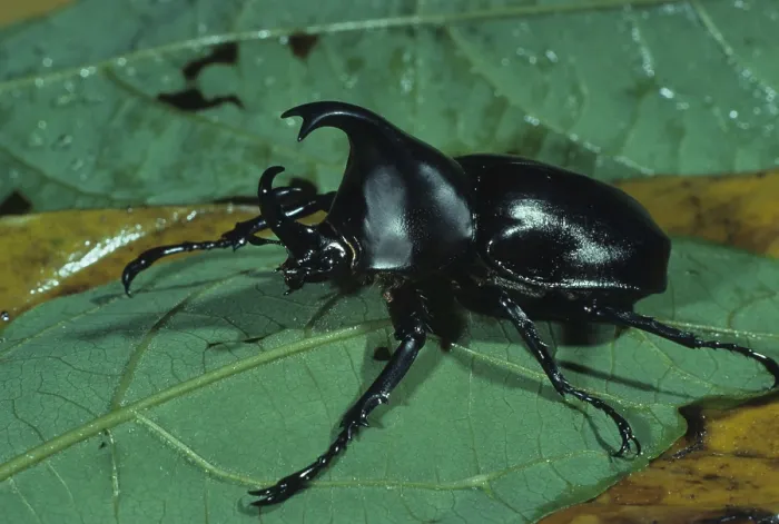 Framed Print : Rhinoceros Beetle (Xylotrupes australicus)