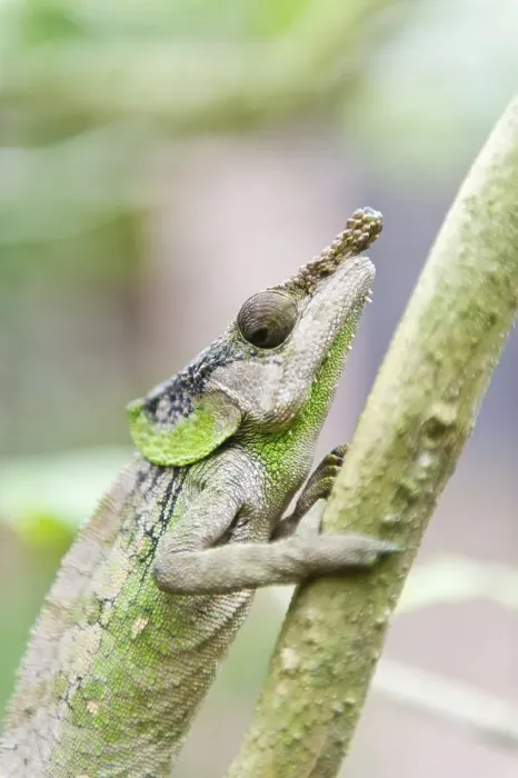 Framed Print : Rhinoceros Chameleon (Furcifer rhinoceratus) Framed Print : Rhinoceros Chameleon (Furcifer rhinoceratus)