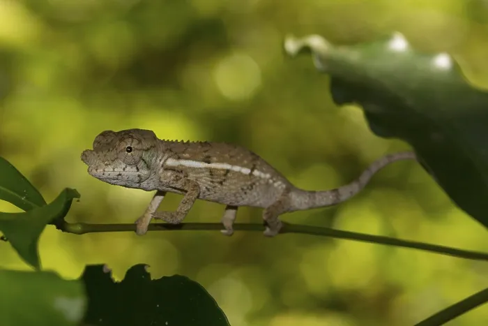 Framed Print : Rhinoceros chameleon (Furcifer rhinoceratus)