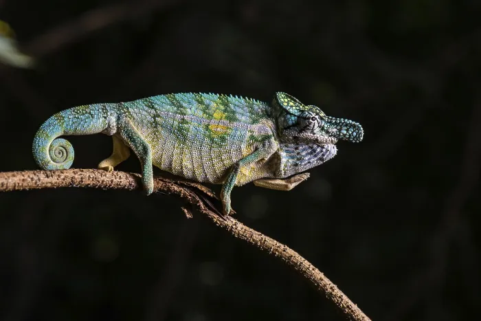 Framed Print : Rhinoceros chameleon (Furcifer rhinoceratus)
