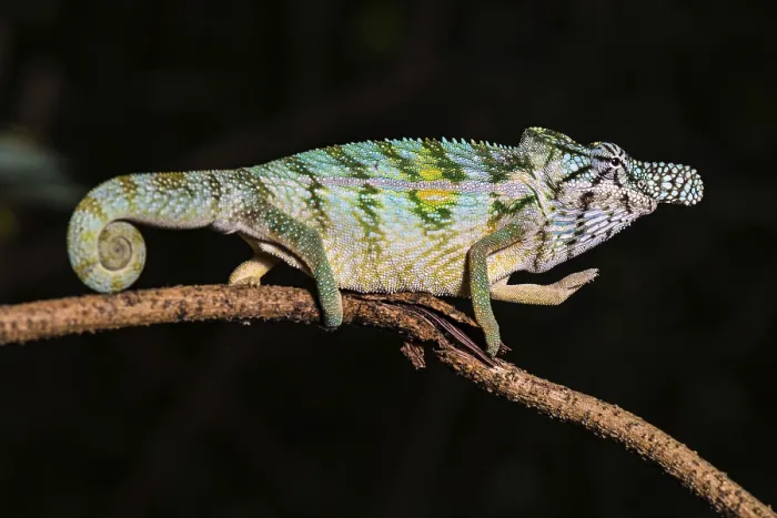 Framed Print : Rhinoceros chameleon (Furcifer rhinoceratus)