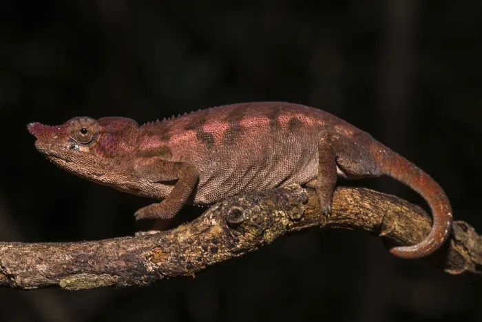 Framed Print : Rhinoceros chameleon (Furcifer rhinoceratus) Framed Print : Rhinoceros chameleon (Furcifer rhinoceratus)