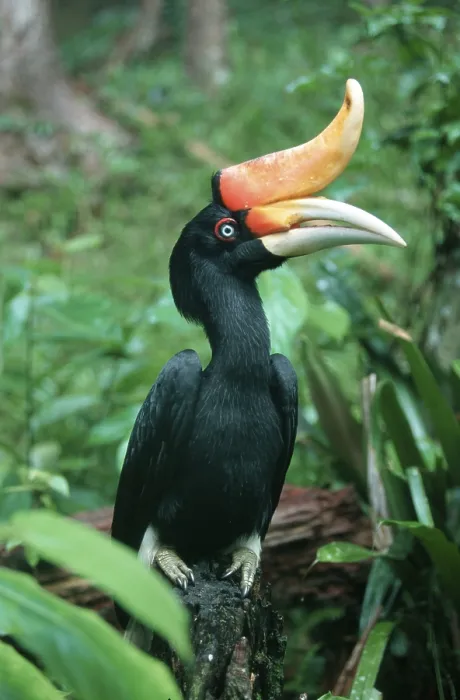 Framed Print : Rhinoceros Hornbill (Buceros rhinoceros)