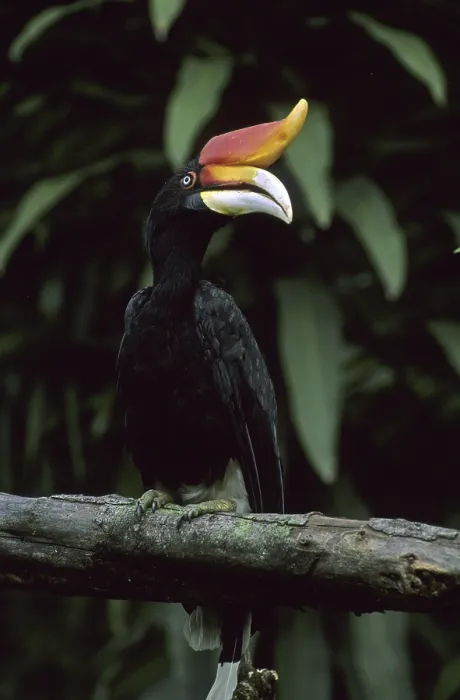 Framed Print : Rhinoceros Hornbill (Buceros rhinoceros), captive
