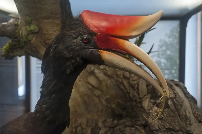Framed Print : Rhinoceros hornbill (Buceros rhinoceros) in the Natural History Museum