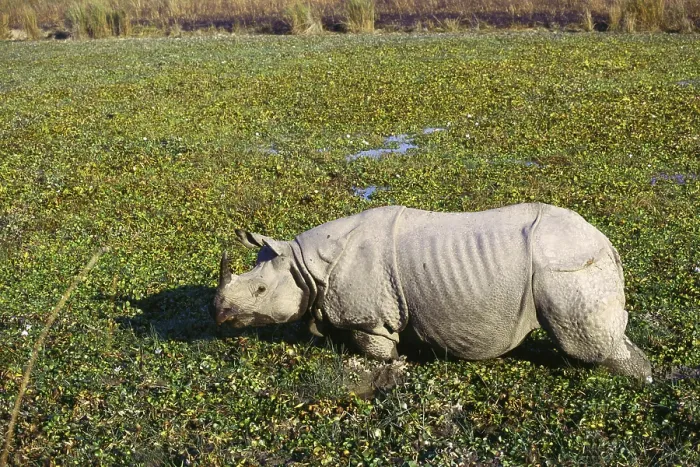 Framed Print : Rhinoceros One horned rhinoceros unicornis in swamp