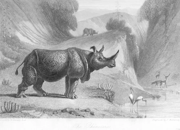 Framed Print : Rhinoceros, India, As ia Framed Print : Rhinoceros, India, As ia