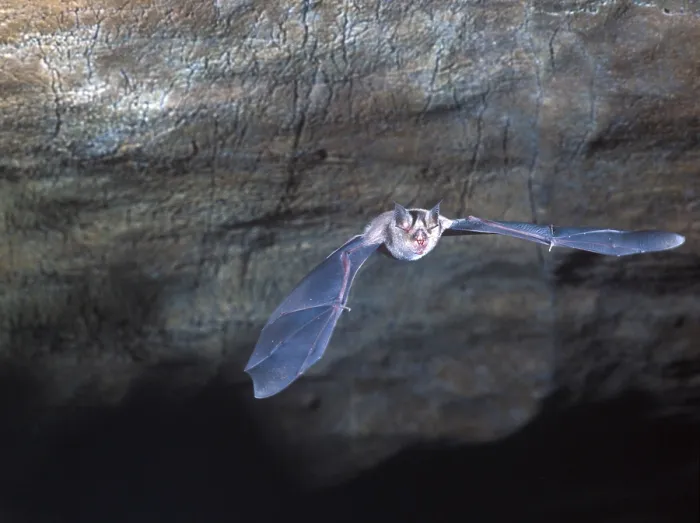Framed Print : Rhinolophus ferrum-equinum, Greater Horseshoe Bat
