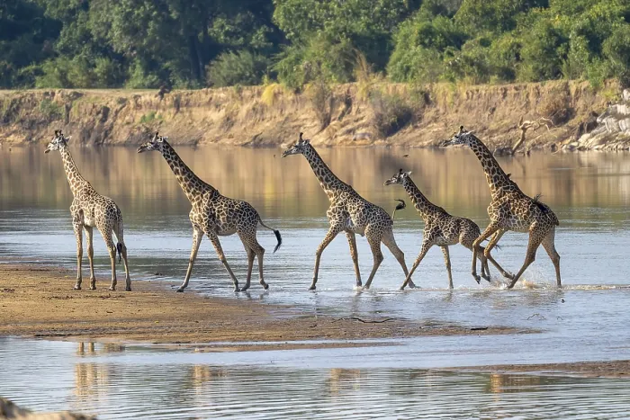 Framed Print : Rhodesian giraffe (Giraffa camelopardalis thornicrofti)