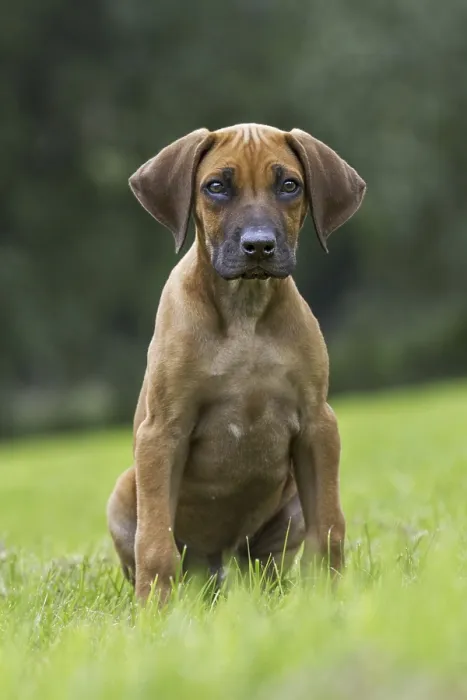 Framed Print : Rhodesian Ridgeback, African Lion Hound (Canis lupus familiaris) pup in garden