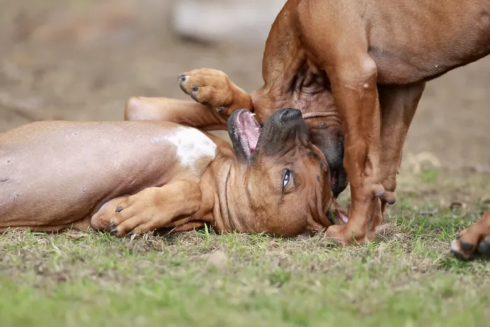 Framed Print : Rhodesian Ridgeback (Canis lupus familiaris)