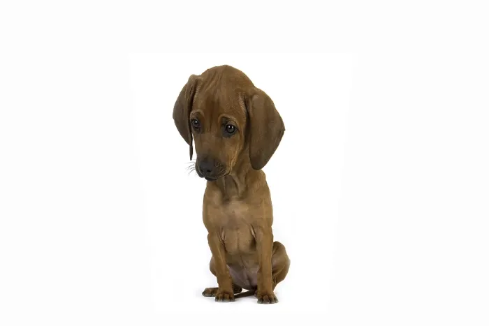 Framed Print : Rhodesian Ridgeback Dog, 3 Months old Pup sitting against White Background Framed Print : Rhodesian Ridgeback Dog, 3 Months old Pup sitting against White Background