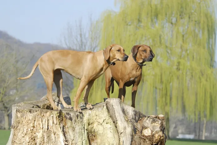 Framed Print : Two Rhodesian Ridgeback, females
