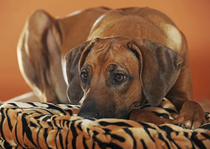 Framed Print : Rhodesian Ridgeback lying on cushion, female dog Framed Print : Rhodesian Ridgeback lying on cushion, female dog