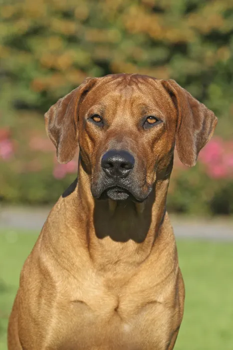 Framed Print : Rhodesian Ridgeback portrait Framed Print : Rhodesian Ridgeback portrait