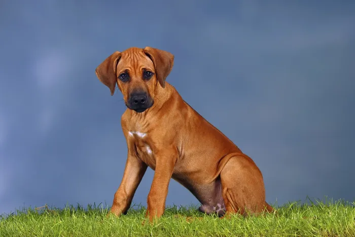Framed Print : Rhodesian Ridgeback, puppy, 3 months, sideways Framed Print : Rhodesian Ridgeback, puppy, 3 months, sideways