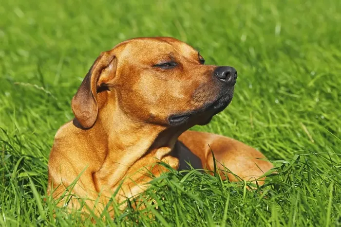 Framed Print : Rhodesian Ridgeback, two year-old male, portrait