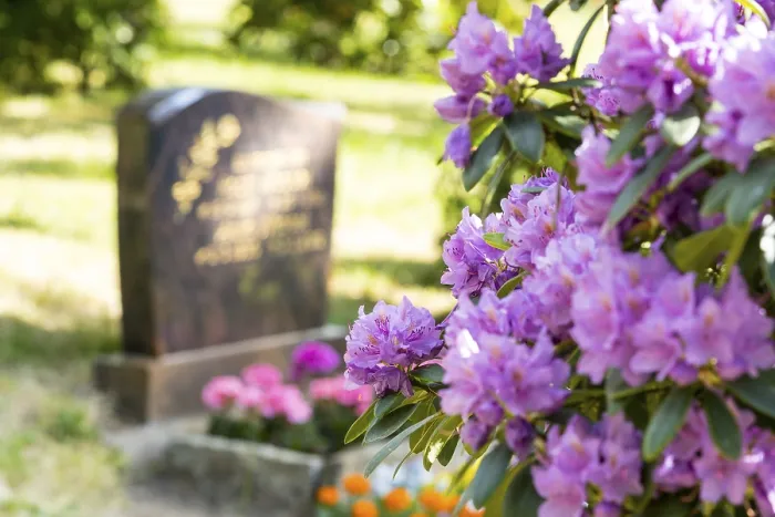 Framed Print : Rhododendron in bloom, a grave in the background
