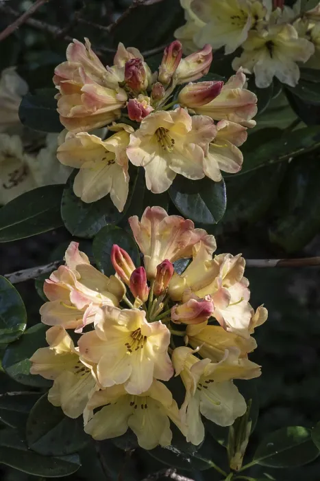 Framed Print : Rhododendron blossom (Rhododendron Nancy Evans)