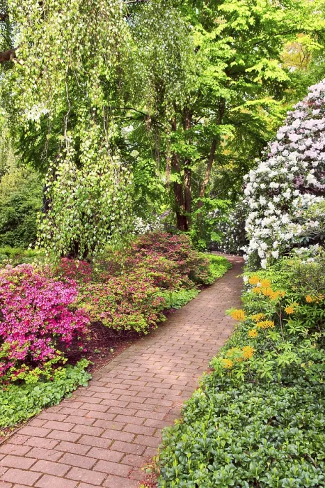 Framed Print : Rhododendron Bushes in Summer Sity Garden