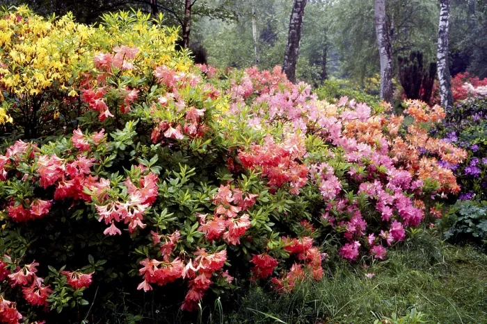 Framed Print : Rhododendron in the garden, birch grove